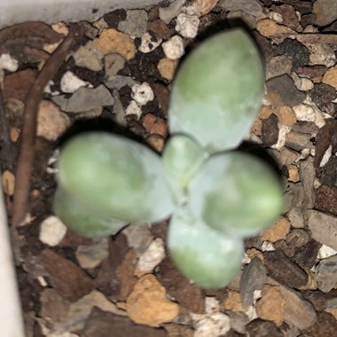 Pachyphytum oviferum