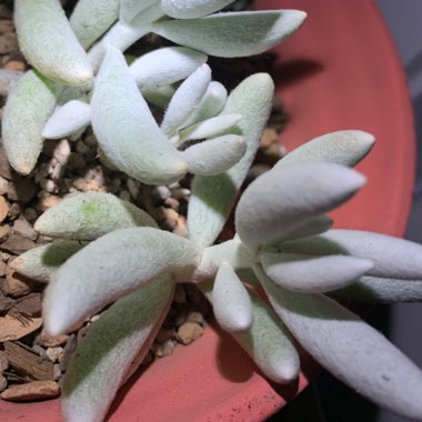 Senecio Haworthii