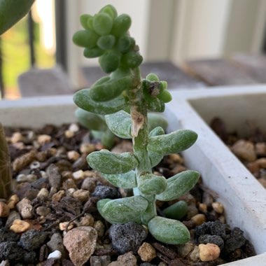 Sedum 'Burrito'