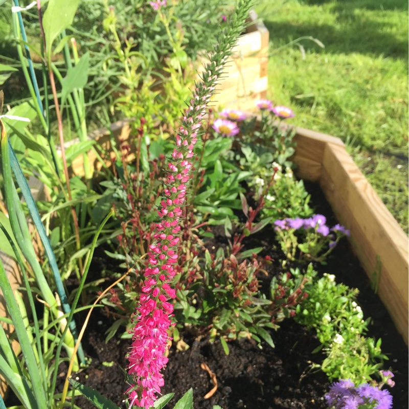 Veronica spicata 'Rotfuchs' syn. Veronica spicata 'Red Fox'