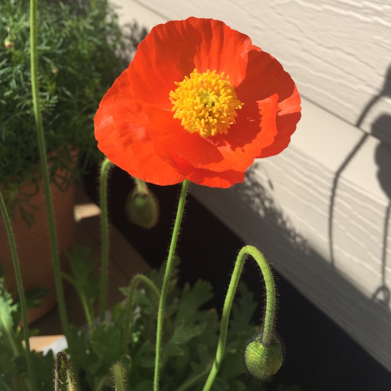 Plant image Papaver nudicaule 'Gartenzwerg Group' syn. Papaver nudicaule 'Garden Gnome Group'