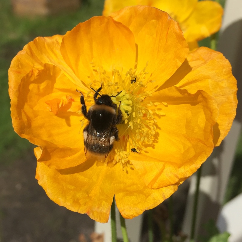 Plant image Papaver nudicaule 'Gartenzwerg Group' syn. Papaver nudicaule 'Garden Gnome Group'