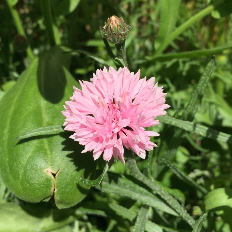 Plant image Centaurea cyanus 'Polka Dot Mix'