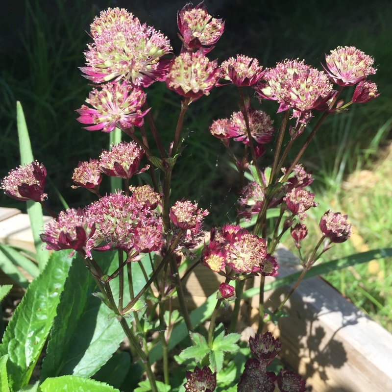 Astrantia 'Moulin Rouge' syn. Astrantia major 'Moulin Rouge'