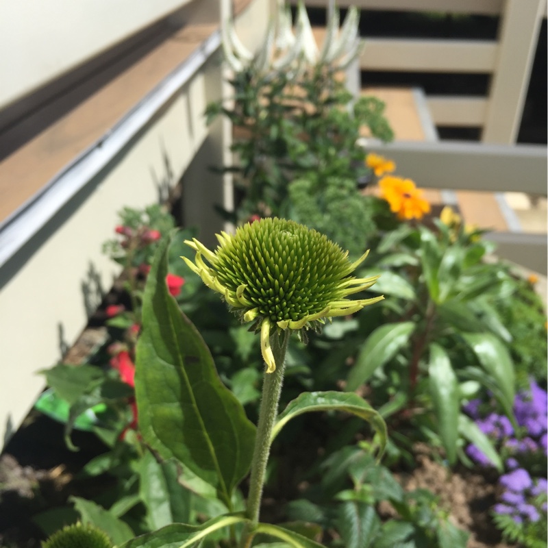 Plant image Echinacea purpurea 'Hope' (Prairie Pillars Series)