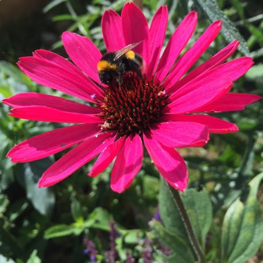 Coneflower 'Julia'