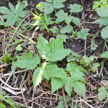 Ground Elder