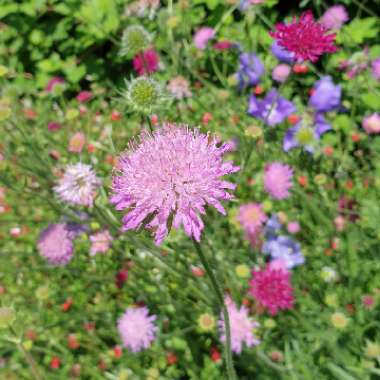 Scabious