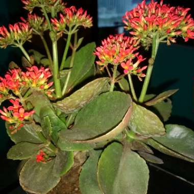 Kalanchoe