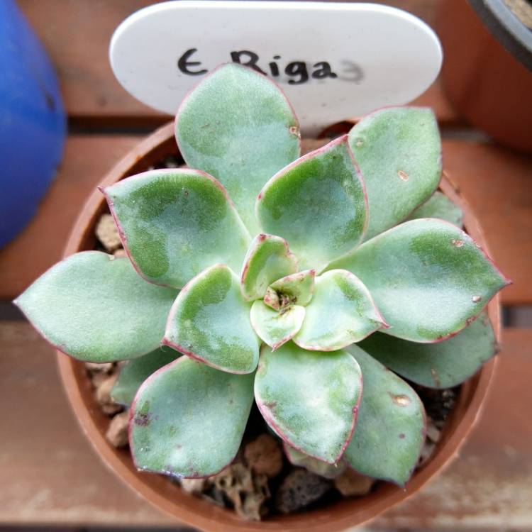 Plant image Echeveria Riga