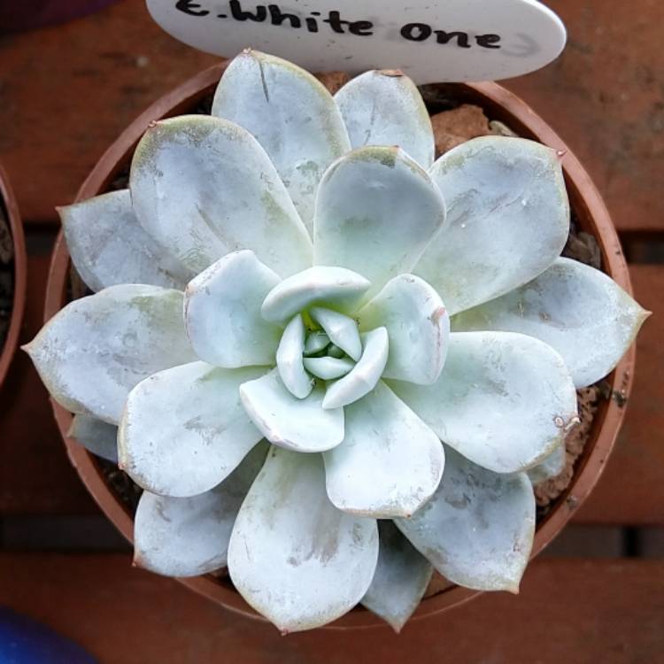 Plant image Echeveria White one