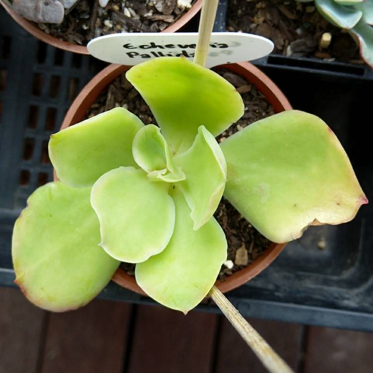 Plant image Echeveria Pallida