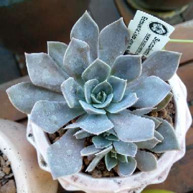 Echeveria Linda Jean