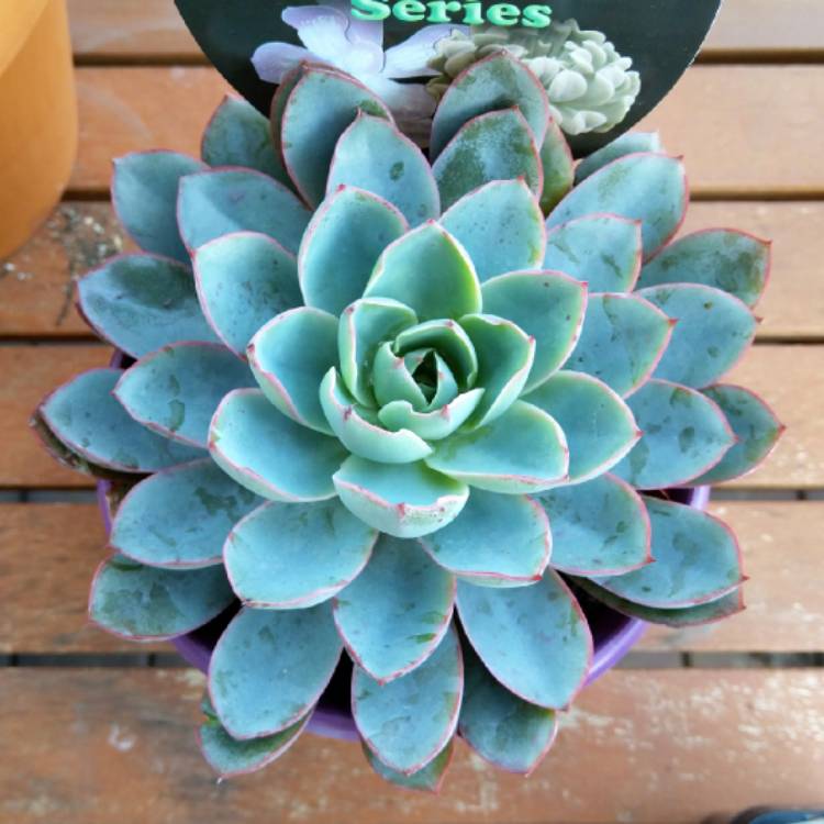 Plant image Echeveria Hera