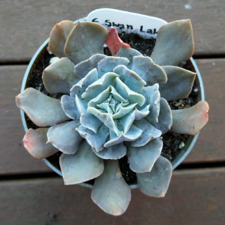 Plant image Echeveria Doppler