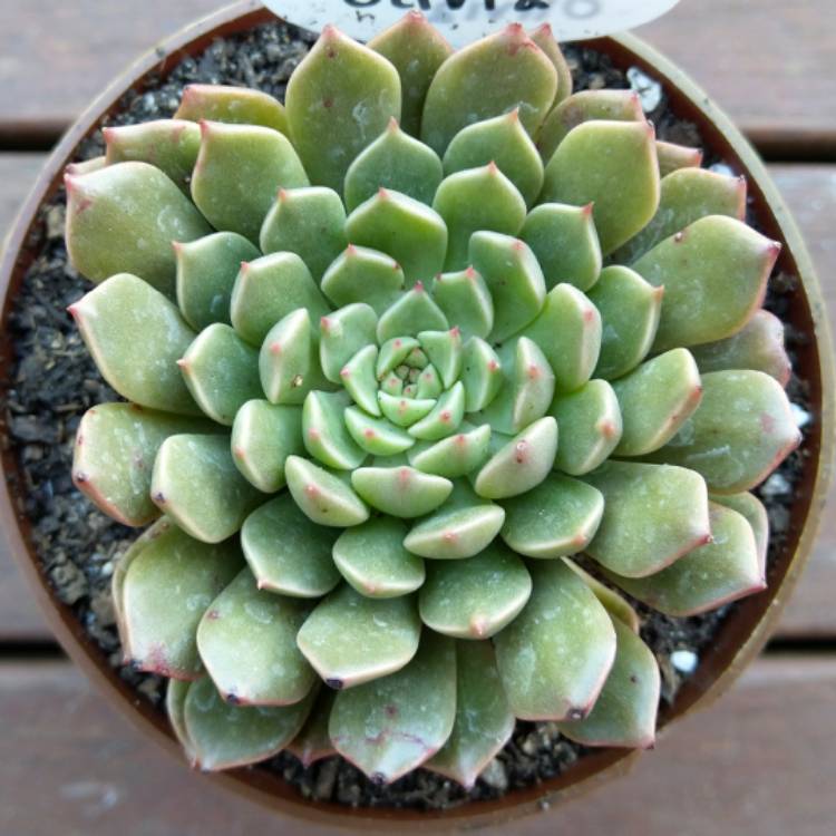 plant image 1098784