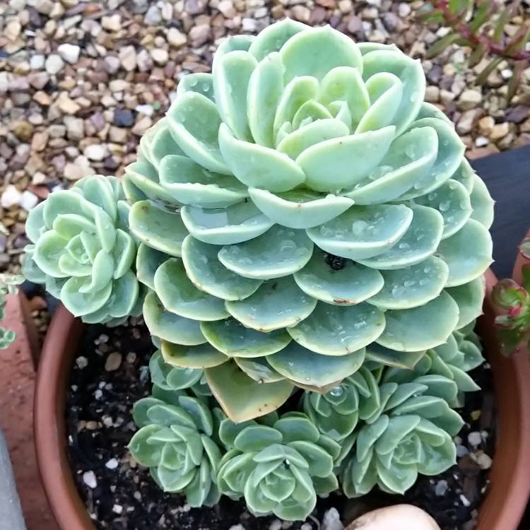 Plant image Echeveria Bees Knees