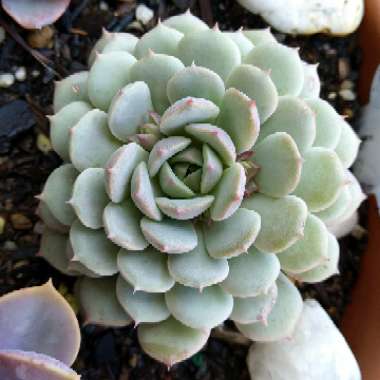 Echeveria Dondo