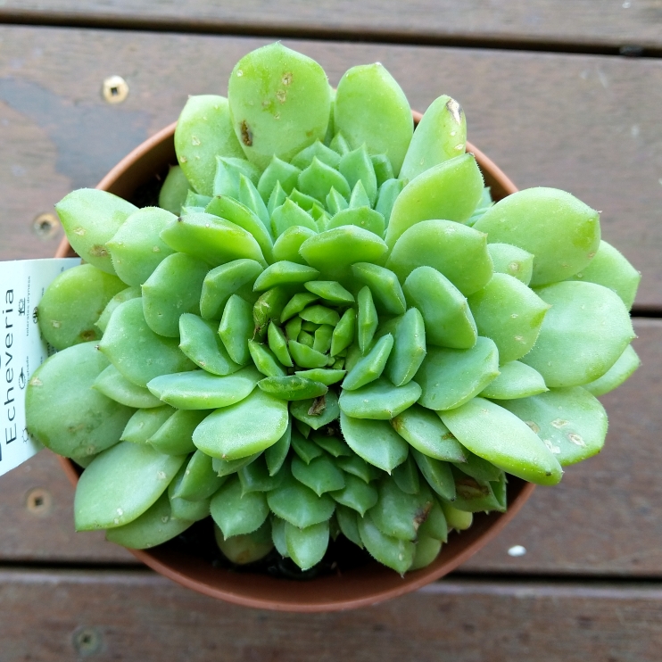 Plant image Echeveria Derosa