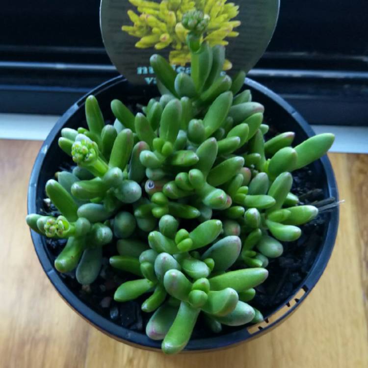 Plant image Crassula nudicaulis var. 'Herrei'