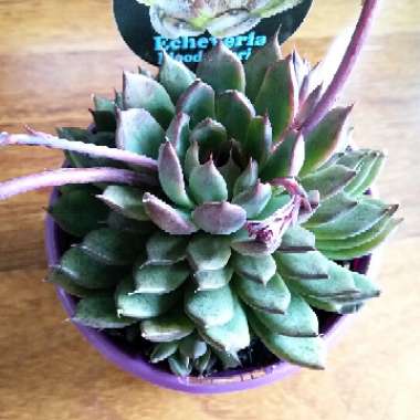 Echeveria Nightfall