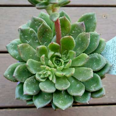 Echeveria Copper Canyon