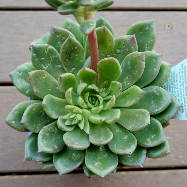 Plant image Echeveria Copper Canyon