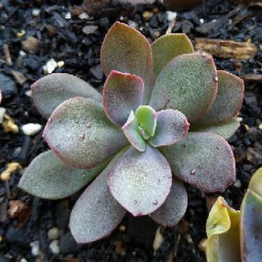 Echeveria Hanaikada