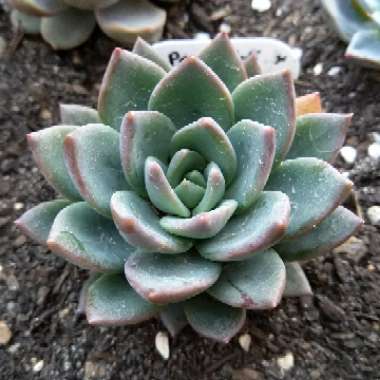 Echeveria Peacocki x Setosa