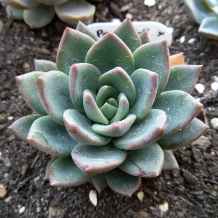 Plant image Echeveria Peacocki x Setosa