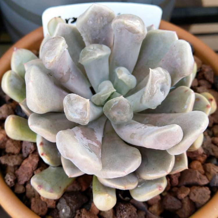 Plant image xGraptoveria Topsy Debbi