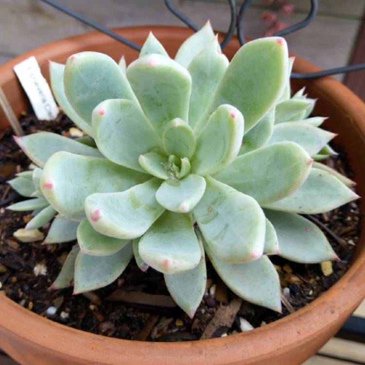 plant image 1161023