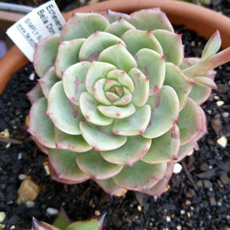 plant image 1161026