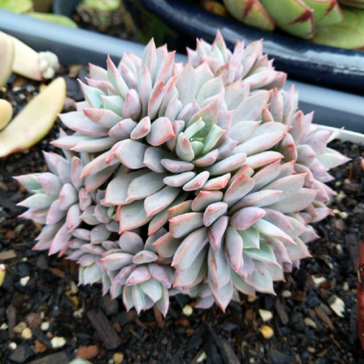 plant image 1161040