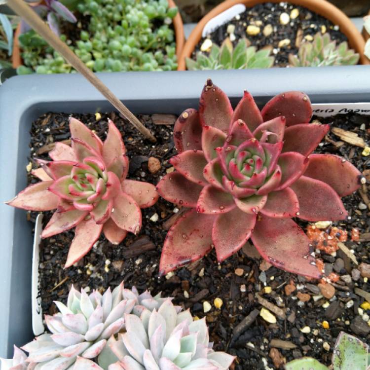 Plant image Echeveria Agavoides Bronze Beauty