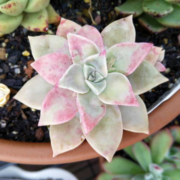 Plant image Graptopetalum Purple Haze