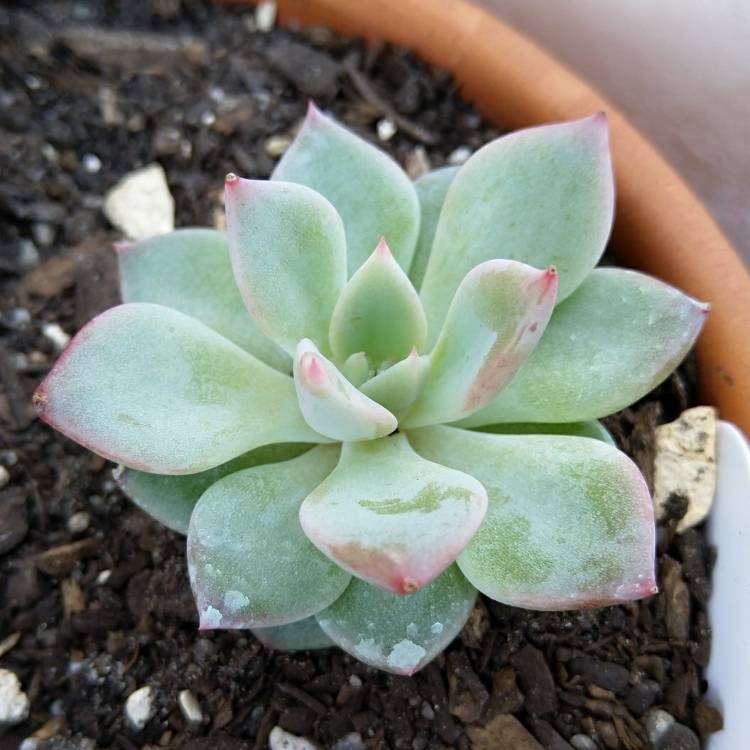 Plant image Echeveria Avocado Cream 