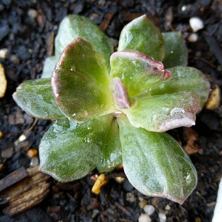 Plant image Echeveria Silver Prince