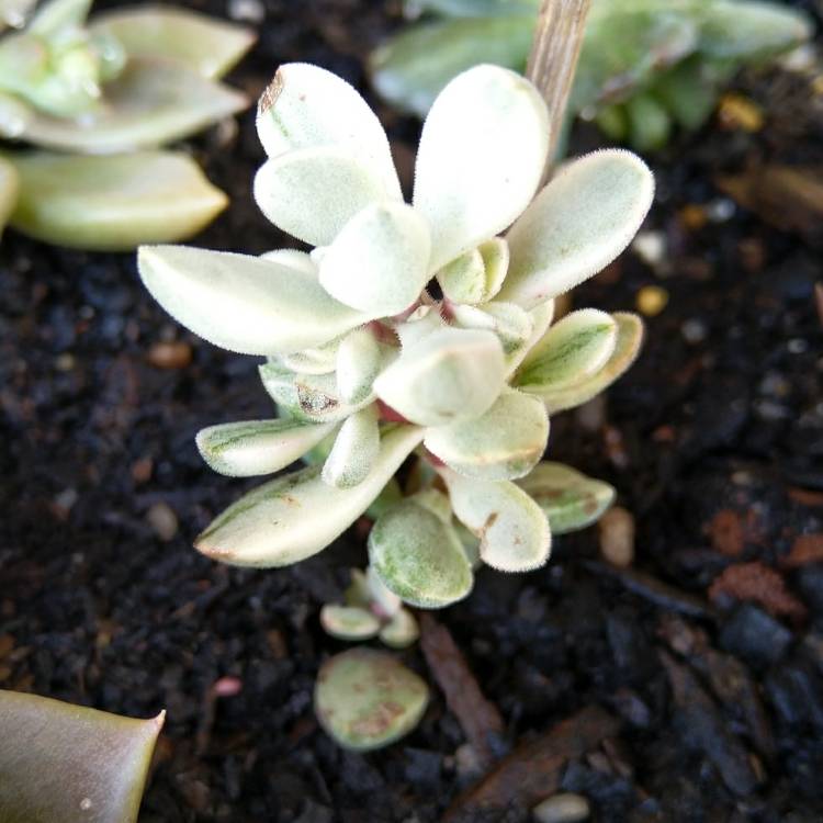 plant image 1166857