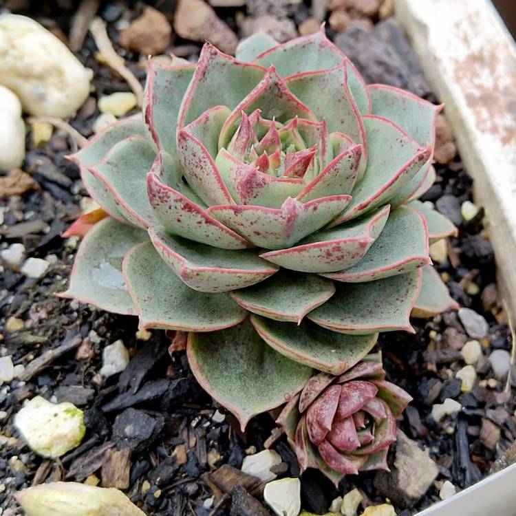 Plant image Echeveria Longissima var. Longissima