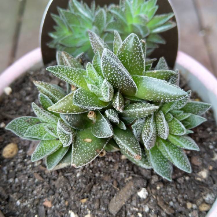 Plant image Crassula 'Frosty'