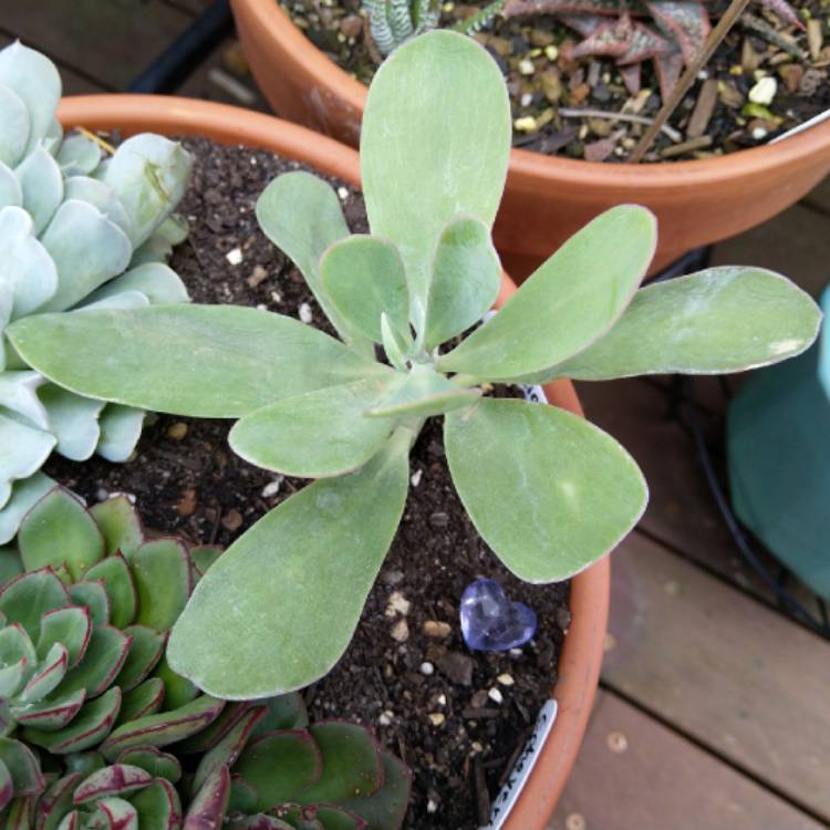 Plant image Senecio 'Purple Passion'