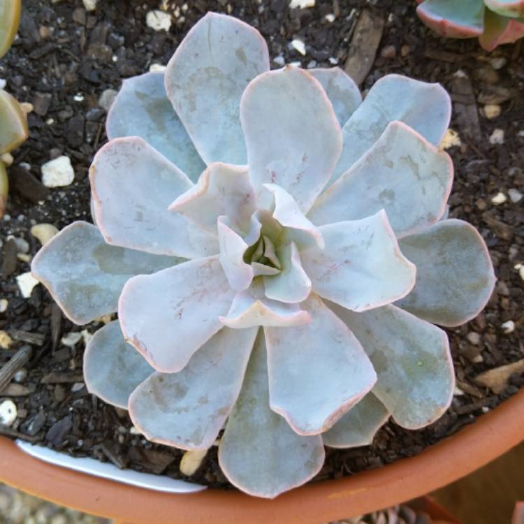 Plant image Echeveria Canadian