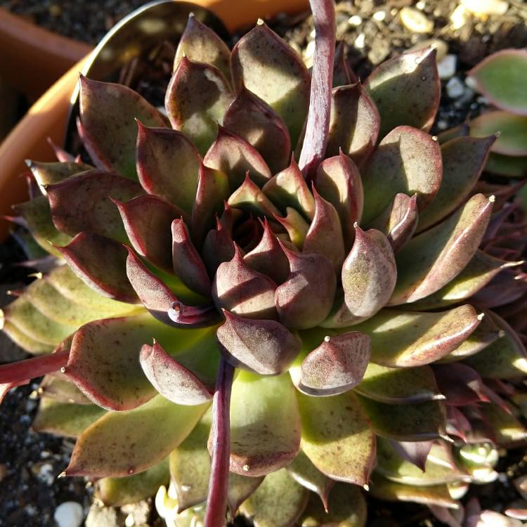 Plant image Echeveria Nightfall