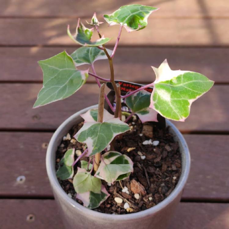 Plant image Senecio macroglossus 'Variegatus'