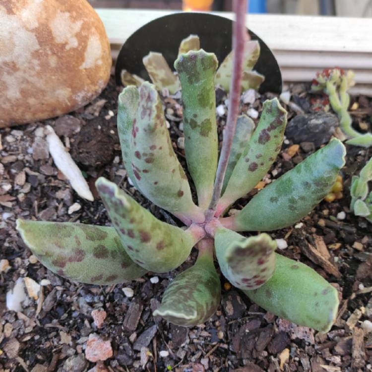 Plant image Adromischus Festivus