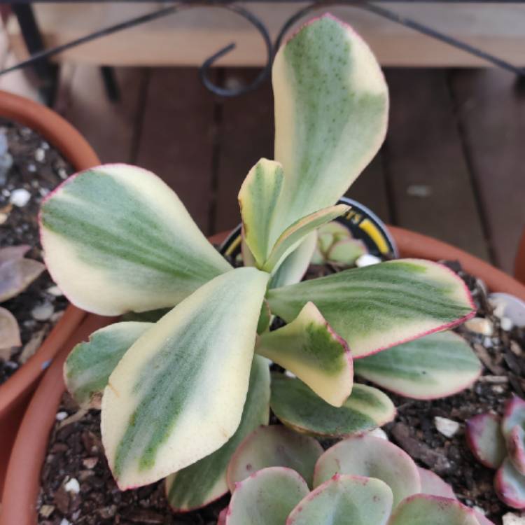 Plant image Crassula arborescens subsp. undulatafolia 'Bluebird Varigata'