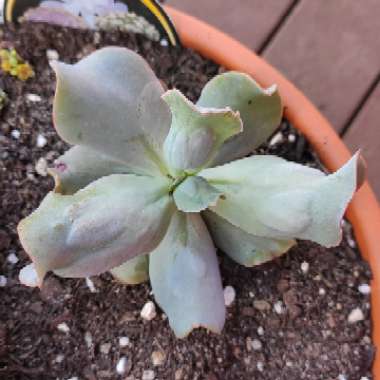 Echeveria Culibra