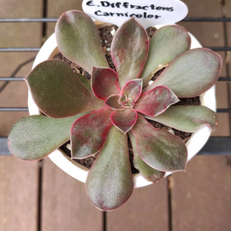 Plant image Echeveria Diffractens x Carnicolour