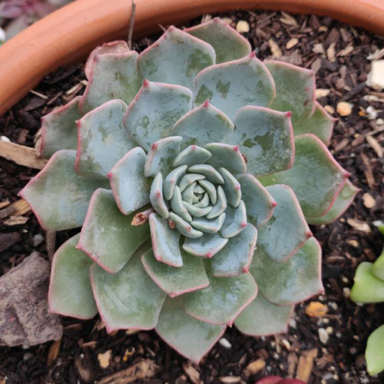 plant image 1215419